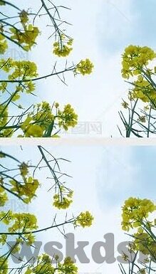 麻豆视频污-麻豆视频，网络内容的双刃剑与理性审视